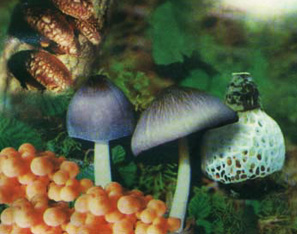 遼河源國家森林公園