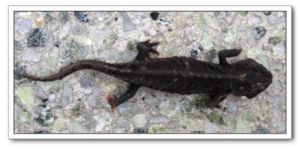 畸趾四趾螈 畸趾四趾螈