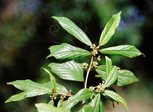 鼠李葉花楸 鼠李葉花楸