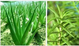 植物美容 植物美容