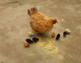 小雞[雞的幼崽]