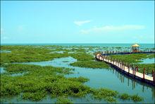 北海金海灣紅樹林觀光廊