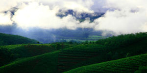 普洱景邁山古茶園 普洱景邁山古茶園