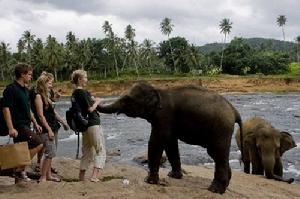 斯里蘭卡大象孤兒院