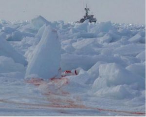 加拿大展開了獵殺海豹的活動。