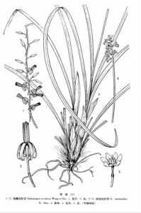 卷瓣沿階草 卷瓣沿階草