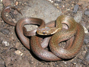 東亞腹鏈蛇 東亞腹鏈蛇