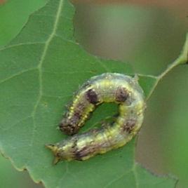 楊小捲葉蛾 楊小捲葉蛾