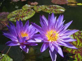 桑給巴爾[睡蓮品種]