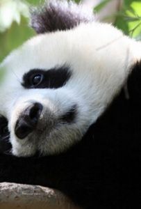 國家保護動物 國家保護動物