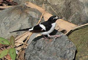 白眉黑背燕尾 白眉黑背燕尾