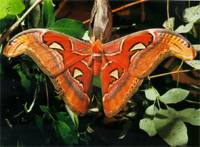 大烏桕蠶-化學檢測器