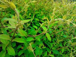 蓬蒿一丘 蓬蒿一丘