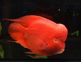 血鸚鵡魚[硬骨魚綱動物]