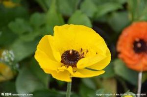 大金毛茛 大金毛茛