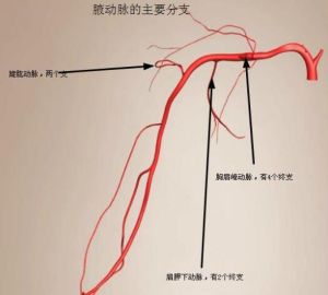 胸肩峰動脈 胸肩峰動脈