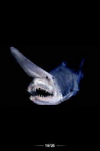 劍吻鯊 劍吻鯊