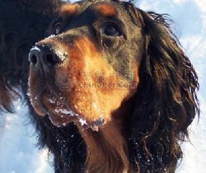 哥頓塞特犬