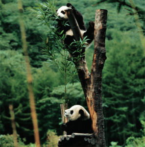 臥龍自然保護區