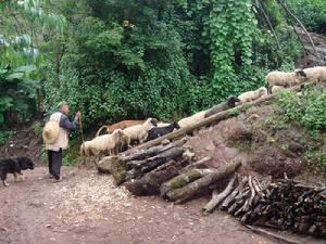 依沙拉么村-養殖業