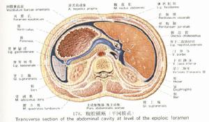 小網膜孔 小網膜孔