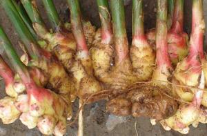 水城小黃姜 水城小黃姜