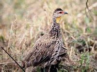 綠腳山鷓鴣 綠腳山鷓鴣