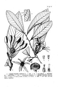 腺葉暗羅 腺葉暗羅