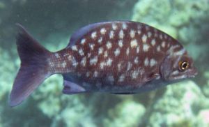 低鰭舵魚 低鰭舵魚