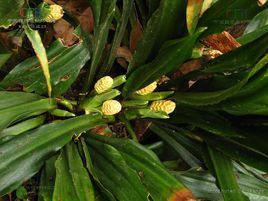 利川開口箭 利川開口箭