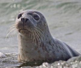 普通海豹 普通海豹