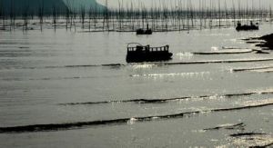 霞蒲灘涂 霞蒲灘涂