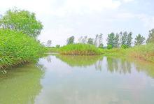 大縱湖蘆葦迷宮高清組圖2