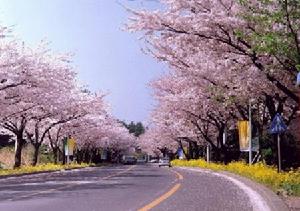 櫻花大道[首爾]