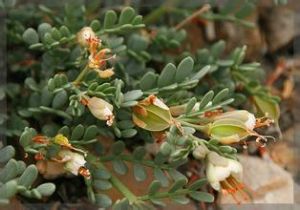 駝蹄瓣屬 駝蹄瓣屬