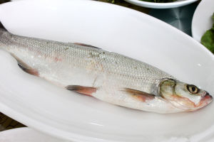 白條魚 白條魚