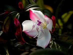 棱果花屬 棱果花屬