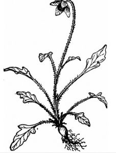 琴葉綠絨蒿 琴葉綠絨蒿