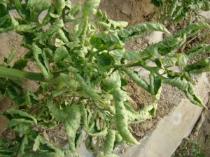 植物病毒病 植物病毒病