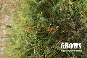 新疆假龍膽 新疆假龍膽