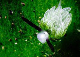 蛞蝓[一種軟體動物]