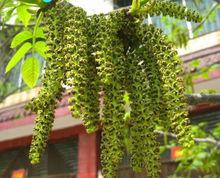 核桃樹的花果