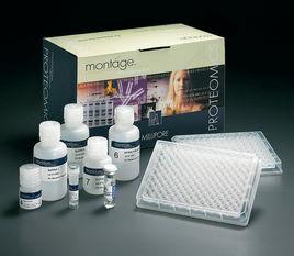 磷脂醯絲氨酸 磷脂醯絲氨酸