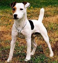 傑克拉塞爾梗犬 傑克拉塞爾梗犬