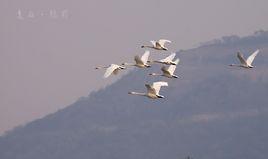 飛來雙白鵠 飛來雙白鵠