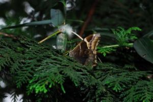 橄璃尺蛾 橄璃尺蛾