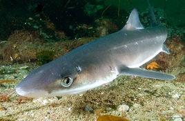 白斑角鯊 白斑角鯊