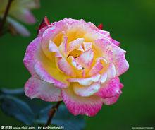 花語[用花表達的語言]