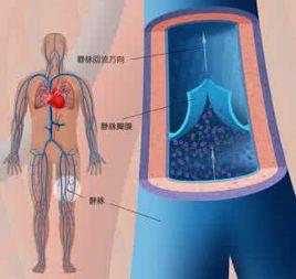 靜脈瓣膜