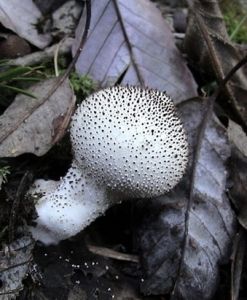 網紋馬勃 網紋馬勃